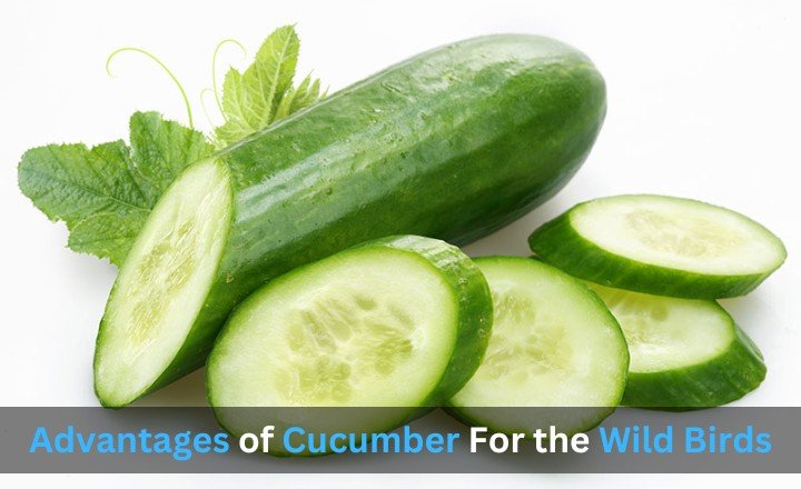 Advantages of Cucumber For the Wild Birds