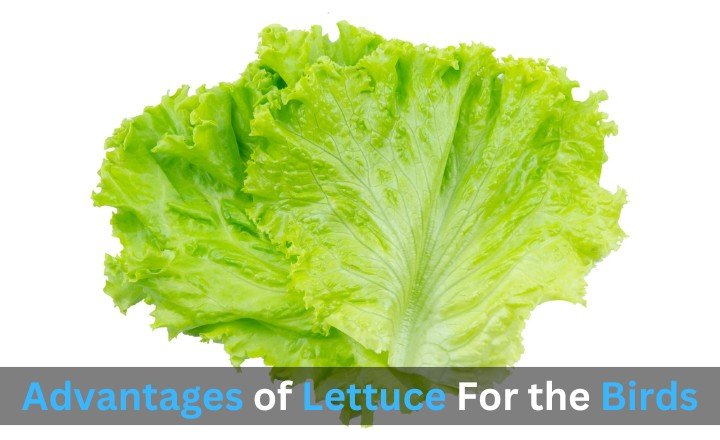 Advantages of Lettuce For the Birds