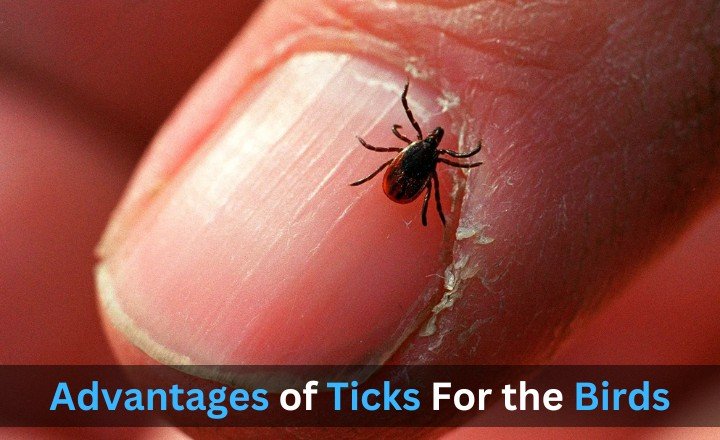 Advantages of Ticks For the Birds