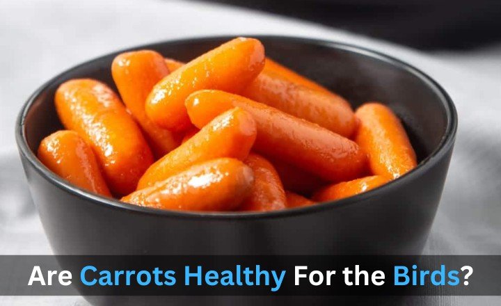 Are Carrots Healthy For the Birds