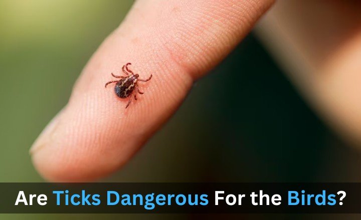 Are Ticks Dangerous For the Birds