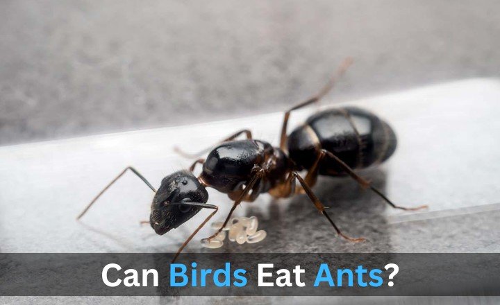 Can Bird Eat Ants