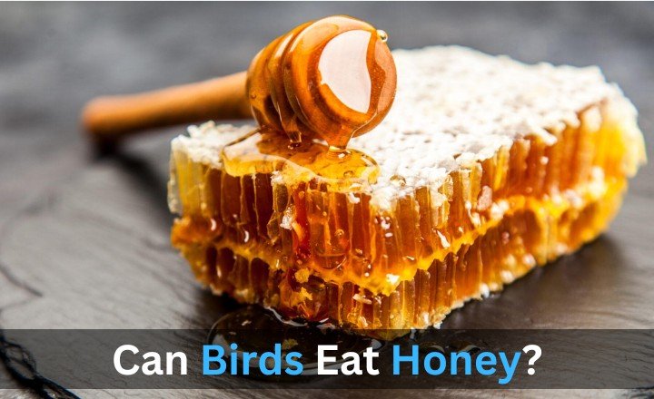 Can Bird Eat Honey