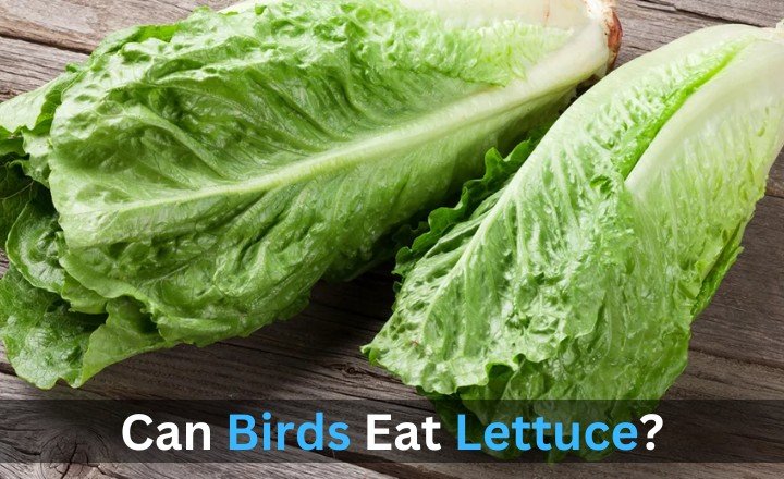 Can Birds Eat Lettuce