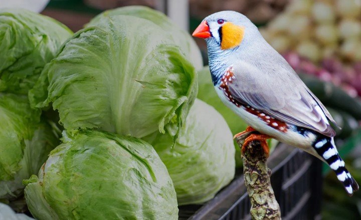 Can Birds Eat Lettuce