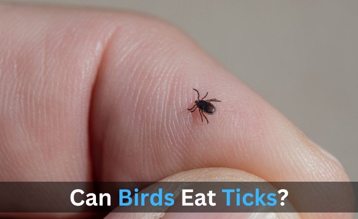 Can Birds Eat Ticks