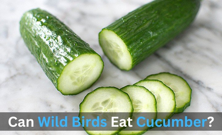 Can Wild Bird Eat Cucumber