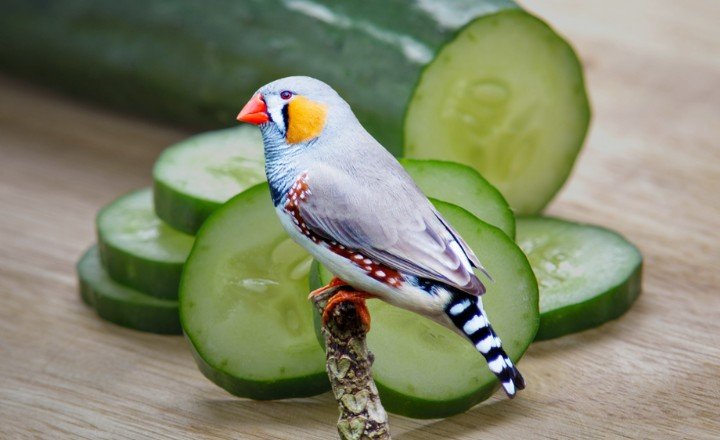 Can Wild Birds Eat Cucumber