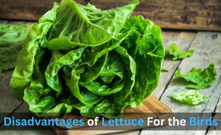 Disadvantages of Lettuce For the Birds