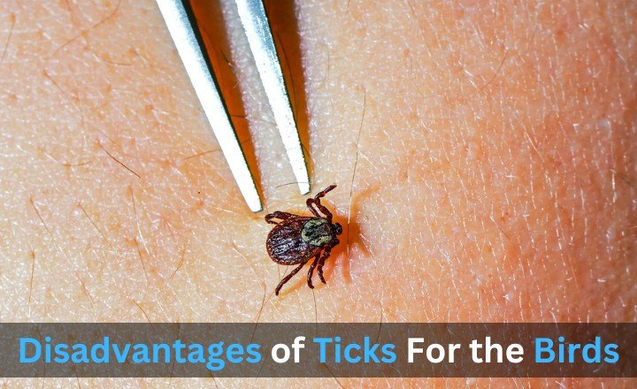 Disadvantages of Ticks For the Birds