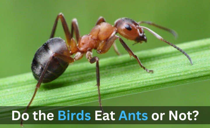 Do the Birds Eat Ants or Not