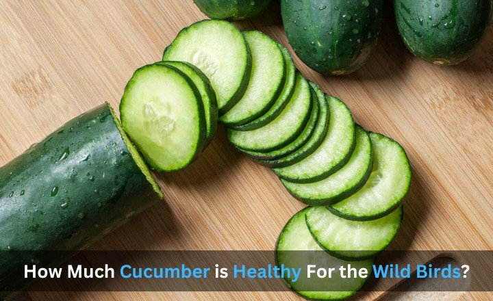 How Much Cucumber is Healthy For the Wild Birds