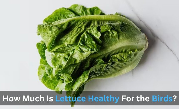 How Much Is Lettuce Healthy For the Birds