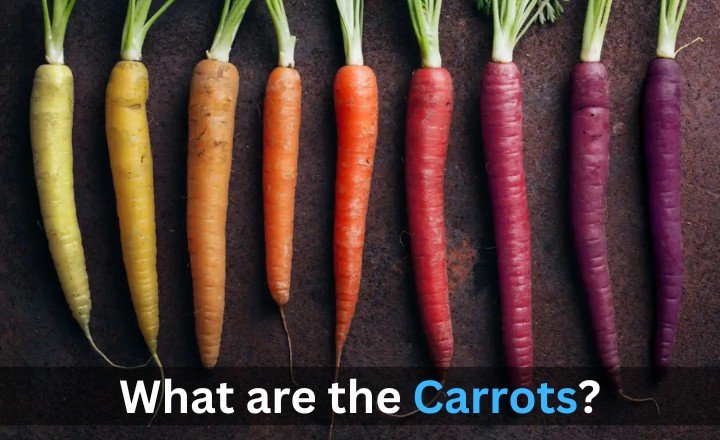 What are the Carrots