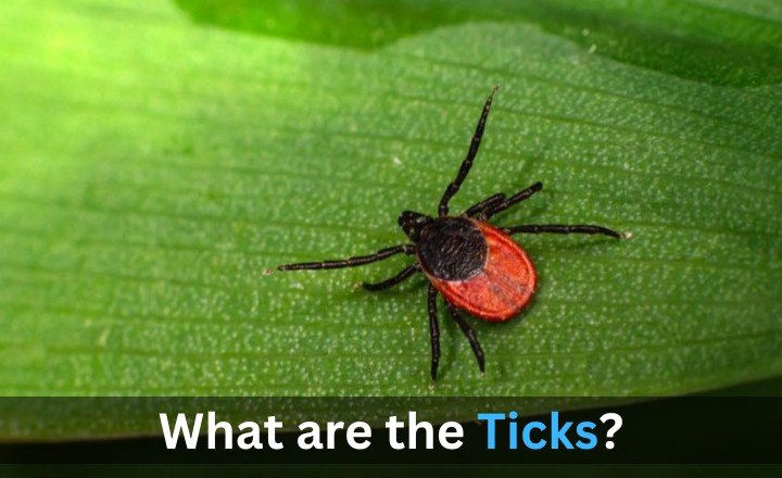 What are the Ticks