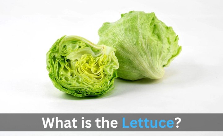 What is the Lettuce